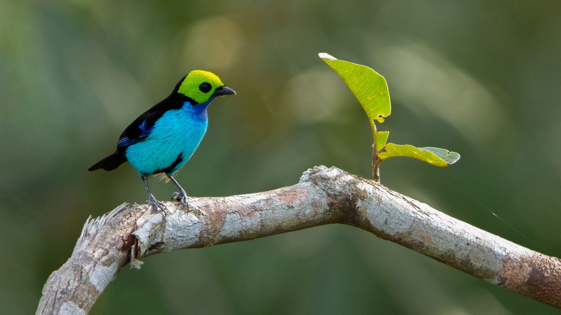 Birdwatching for bird lovers - Compass Brazil